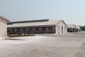 На 25 мая два хозяйства в Костюковичском районе превзошли 15-килограммовый удой от каждой коровы