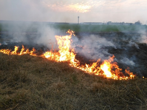 Весенние палы травы