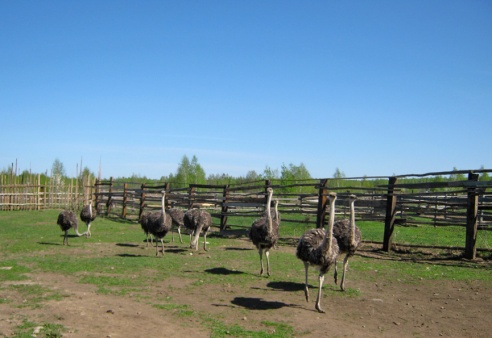 На страусиной ферме «Птичий мир» работает гостиница
