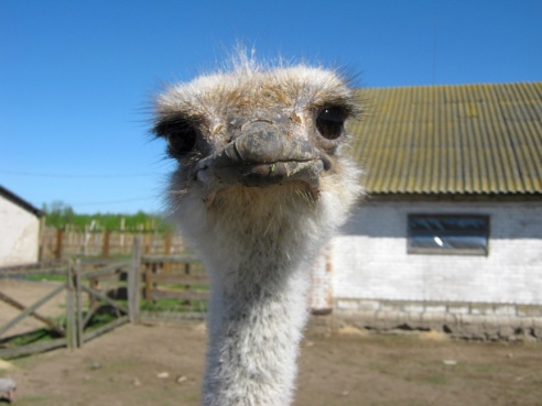 На страусиной ферме «Птичий мир» работает гостиница