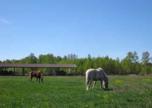 На страусиной ферме «Птичий мир» работает гостиница