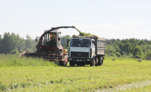 После обильных дождей в Костюковичском районе началась уборка «зеленого» урожая (+ фото)