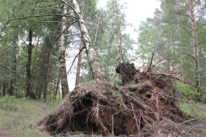 Сильный ураган, в минувшее воскресенье, 19 апреля устроил погром на улицах агрогородка Белая Дуброва Костюковичского района (+ фото, видео)