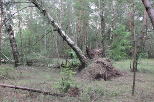 Сильный ураган, в минувшее воскресенье, 19 апреля устроил погром на улицах агрогородка Белая Дуброва Костюковичского района (+ фото, видео)
