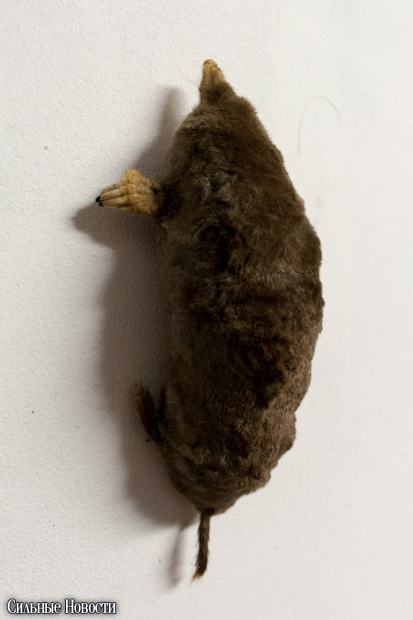 Новый гомельский квеструм предлагает горожанам поучаствовать в эксперименте профессора X (фото)