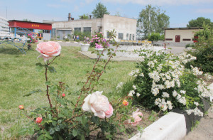 В Костюковичах в районе газоснабжения со вкусом благоустроена территория (+ фото)