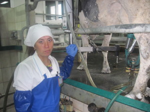 От операторов машинного доения напрямую зависят успехи фермы, района в молочном животноводстве г. Костюковичи (+ фото) От операторов машинного доения напрямую зависят успехи фермы, района в молочном животноводстве г. Костюковичи (+ фото)