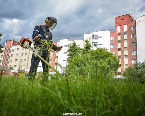 Кому мешают одуванчики?