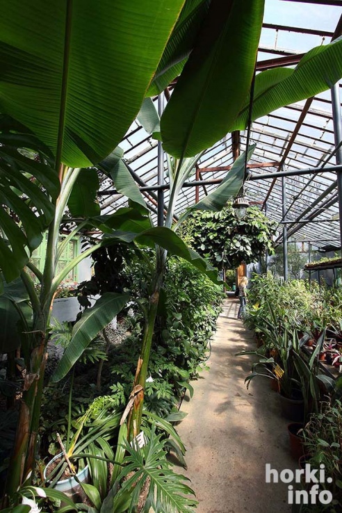 Как расцвел ботсад горецкой академии