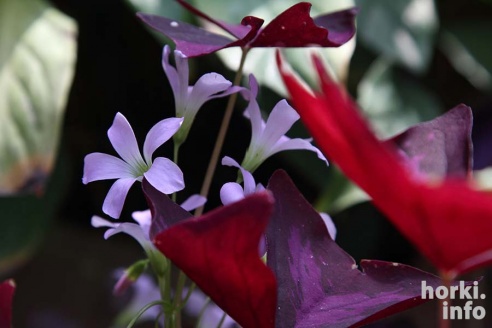 Как расцвел ботсад горецкой академии