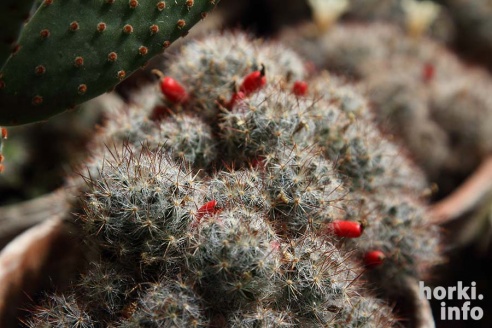 Как расцвел ботсад горецкой академии