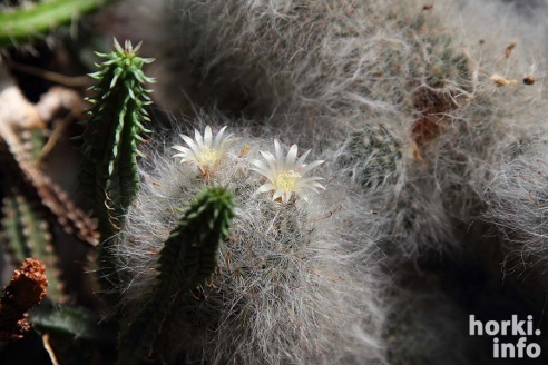 Как расцвел ботсад горецкой академии