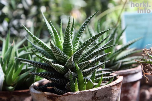 Как расцвел ботсад горецкой академии