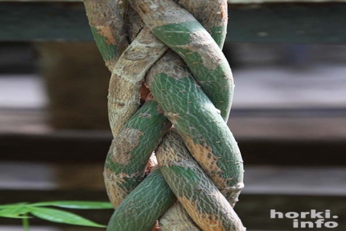 Как расцвел ботсад горецкой академии