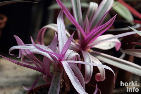 Как расцвел ботсад горецкой академии