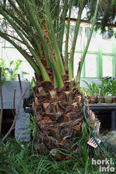 Как расцвел ботсад горецкой академии