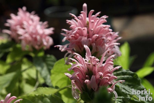 Как расцвел ботсад горецкой академии