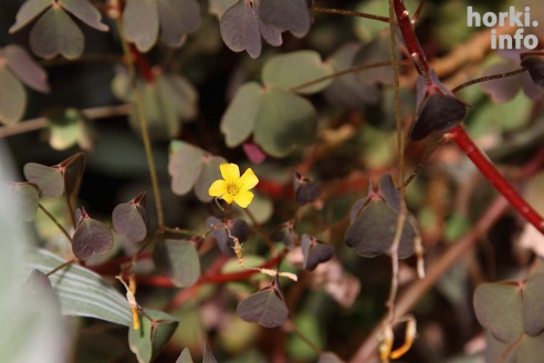 Как расцвел ботсад горецкой академии