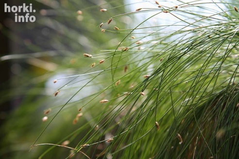 Как расцвел ботсад горецкой академии