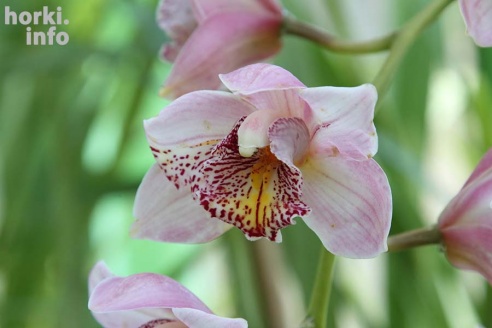 Как расцвел ботсад горецкой академии