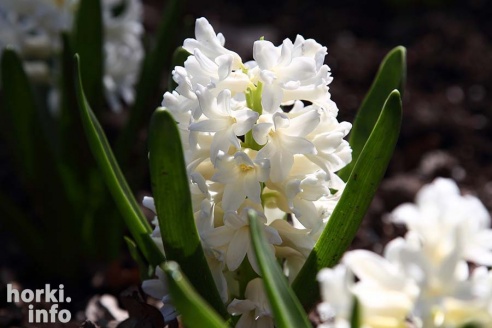 Как расцвел ботсад горецкой академии