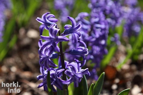 Как расцвел ботсад горецкой академии