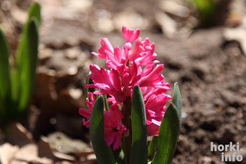 Как расцвел ботсад горецкой академии