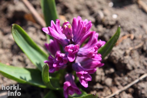 Как расцвел ботсад горецкой академии