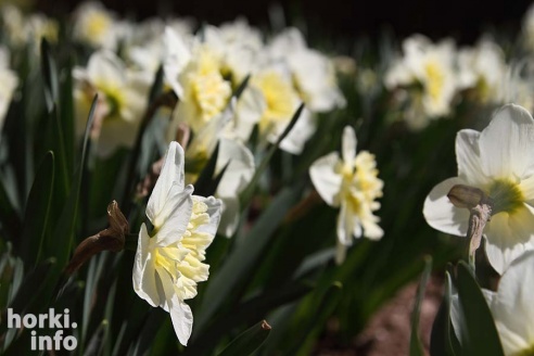 Как расцвел ботсад горецкой академии