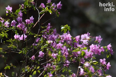 Как расцвел ботсад горецкой академии