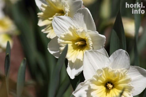 Как расцвел ботсад горецкой академии