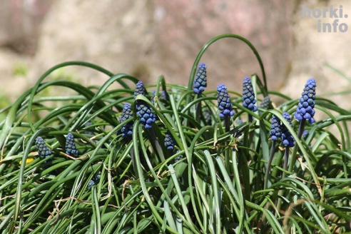 Как расцвел ботсад горецкой академии