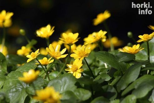 Как расцвел ботсад горецкой академии