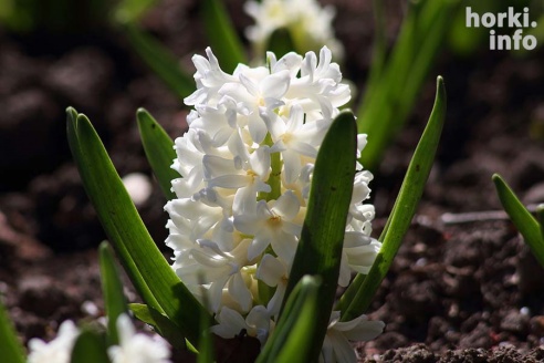 Как расцвел ботсад горецкой академии