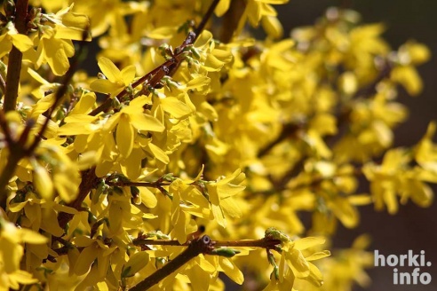 Как расцвел ботсад горецкой академии