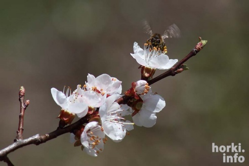 Как расцвел ботсад горецкой академии