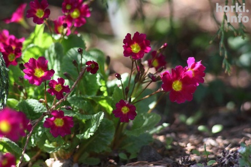 Как расцвел ботсад горецкой академии