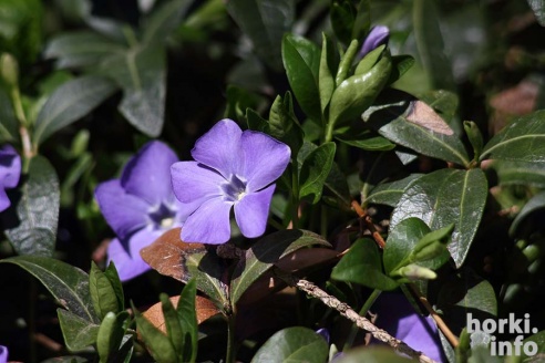 Как расцвел ботсад горецкой академии