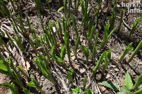 Как расцвел ботсад горецкой академии