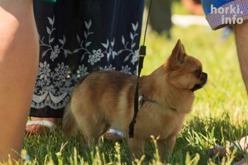 В Мстиславль в поисках исторических артефактов съехались дайверы со всей страны. ФОТО