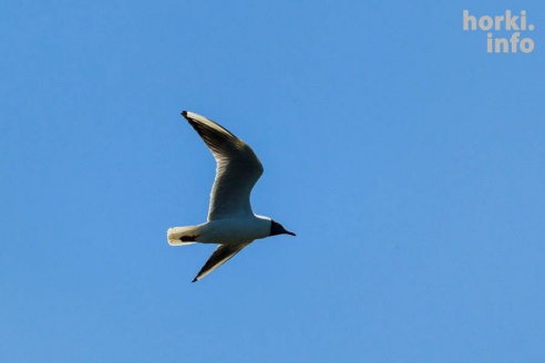 В Мстиславль в поисках исторических артефактов съехались дайверы со всей страны. ФОТО