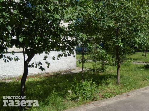Брестчанин обвиняет дворника ЖЭСа в уничтожении зеленых насаждений. Дворник обещал исправиться
