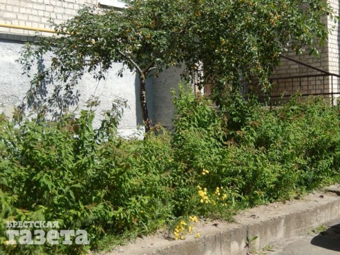 Брестчанин обвиняет дворника ЖЭСа в уничтожении зеленых насаждений. Дворник обещал исправиться