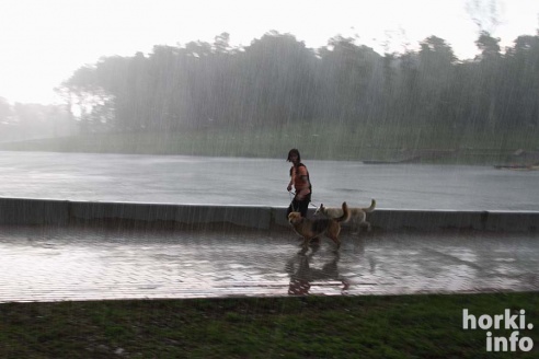 Ливень в Горках: вода по колено и ветер, ломающий деревья