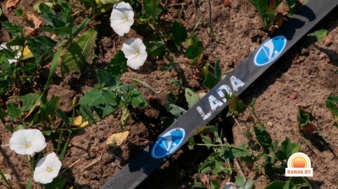 Фотофакт: в Светлогорском районе «Форд» вылетел в кювет