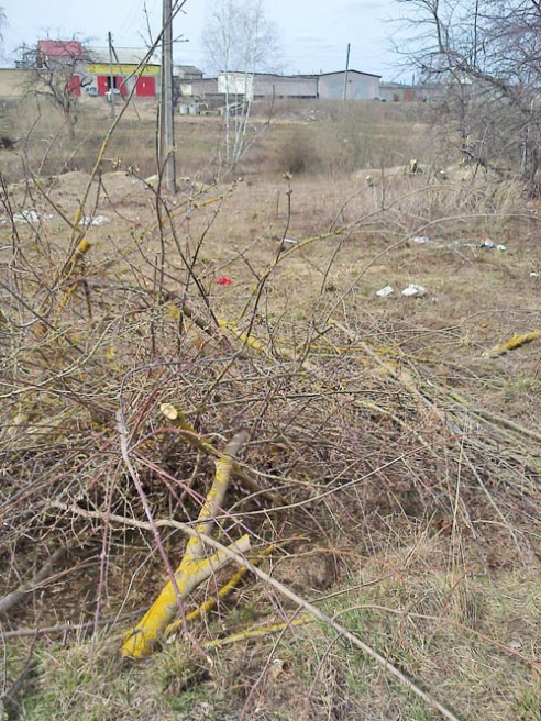 Многолетний бурьян близ Белого ручья убран