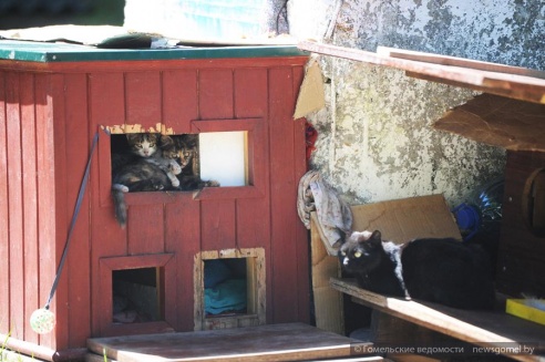 15 котов и кошкин дом обнаружены в одном дворе Гомеля