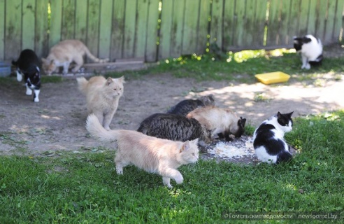 15 котов и кошкин дом обнаружены в одном дворе Гомеля