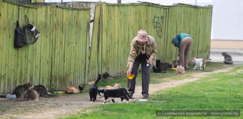 15 котов и кошкин дом обнаружены в одном дворе Гомеля