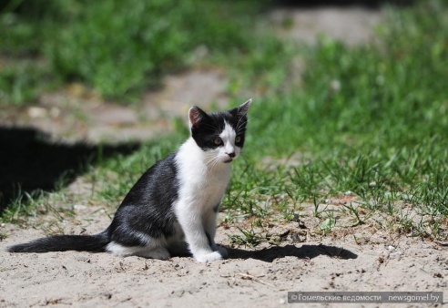 15 котов и кошкин дом обнаружены в одном дворе Гомеля